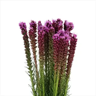 purple liatris cut flower bouquet with green stems on a white background