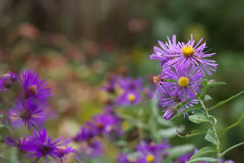 purple new england aster flowers blooming in a soft-focus garden
