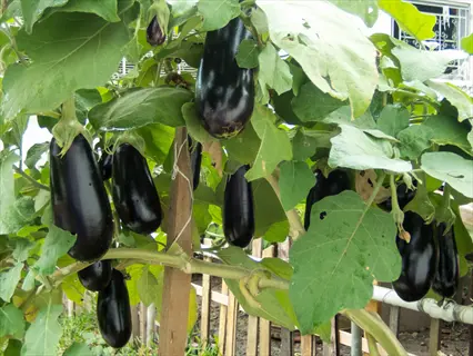 purple pepper eggplant plants with ripe fruits hanging among green leaves
