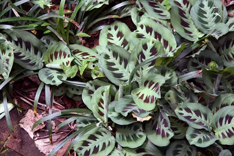 rabbit foot prayer plant with patterned green leaves growing in a dense garden bed