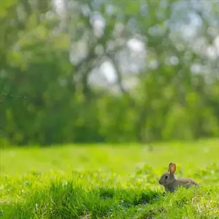 rabbit resting in a sunny annual ryegrass field with blurred trees in the background