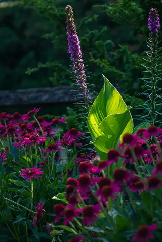 rain garden purple liatris with pink coneflowers and sunlit green leaves