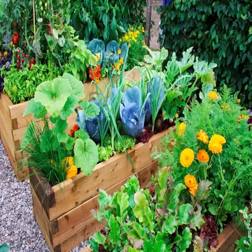 raised bed vegetable garden companion planting with cabbages, herbs, squash, and marigolds