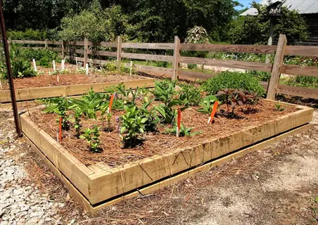 raised container vegetable garden with mulched plants in wooden beds beside a fence