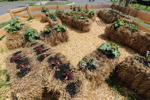 raised vegetable beds with straw garden mulch and wood chip paths