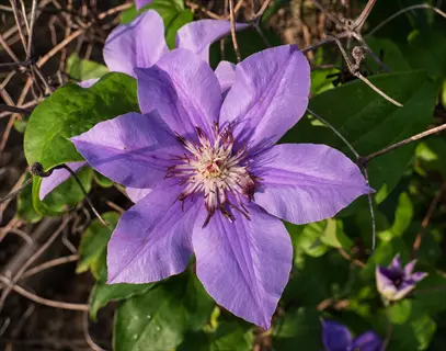 ramona blue clematis bloom with lavender petals and green leaves