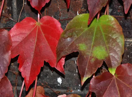 red and green veitchii boston ivy leaves climbing on a dark brick wall