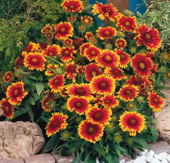 red and yellow gaillardia blanket flower blooms growing in a garden bed