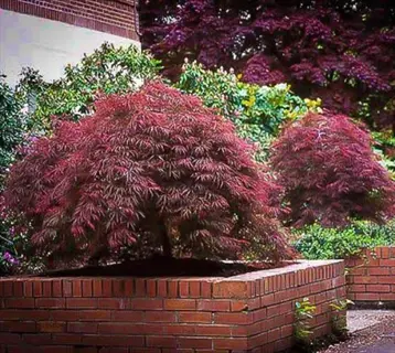 red dragon laceleaf maple shrubs in brick planters beside a garden path