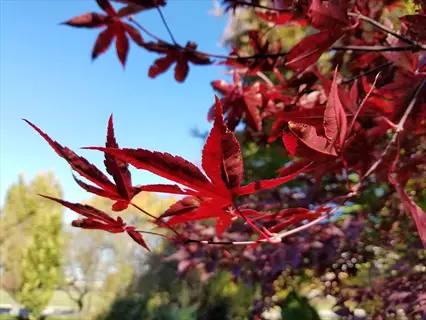 red emperor japanese maple leaves in sunlight with a soft garden background