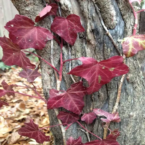 red english ivy leaves climbing rough tree bark with fallen autumn leaves in the background