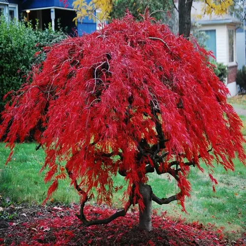 red japanese maple tree with cascading leaves in a yard