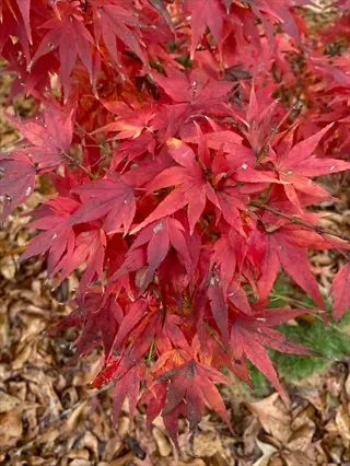 red mikawa yatsubusa maple leaves in autumn close-up