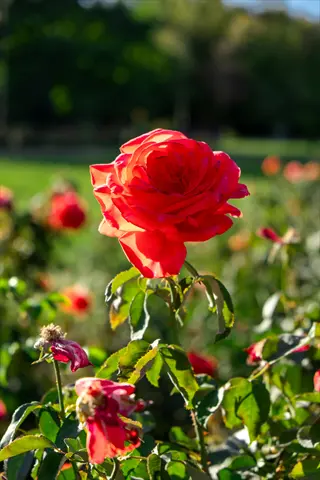 red rose in a sunlit rose garden blooming with blurred flowers and green foliage