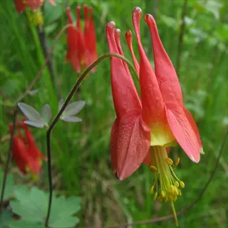 red wild columbine flower blooming in green woodland foliage