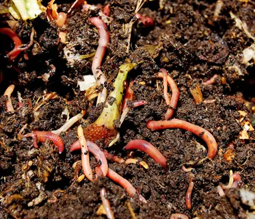 red worms wriggling through a cold compost heap with dark soil and food scraps