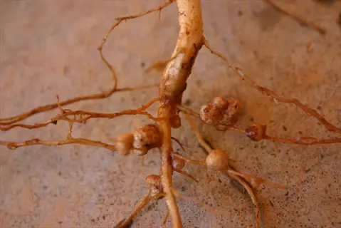 rhizobium root nodule clusters on plant roots in soil