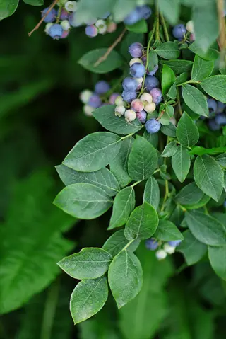 ripe and unripe berries on a legacy blueberry bush with green leaves