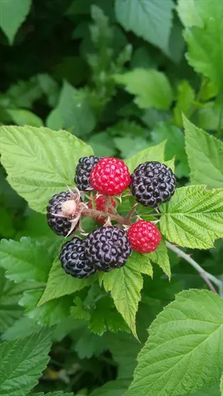 ripe and unripe jewel black raspberry clusters on green leaves