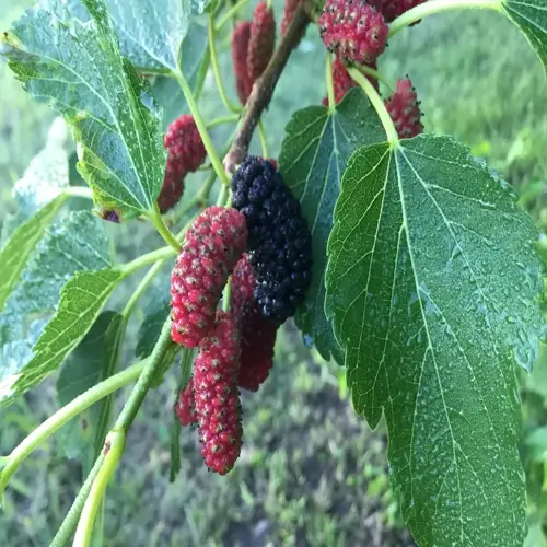 ripe and unripe mulberry tree fruit hanging among green leaves after rain