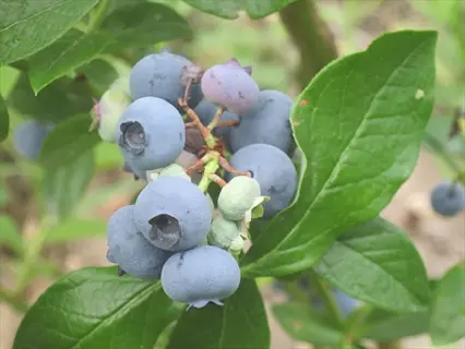 ripe berries growing on a patriot blueberry shrub with green leaves
