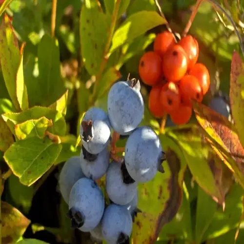 ripe blueberry bush with blue berries among green leaves and orange berries