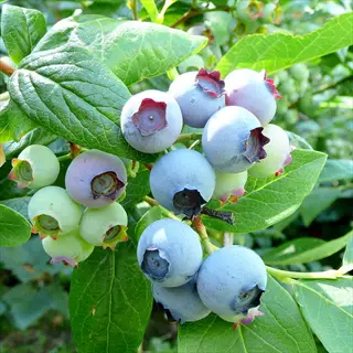 ripe bluecrop blueberry bush with clusters of pale blue berries and green leaves