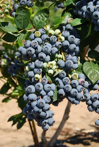 ripe rabbiteye blueberry clusters growing on a bush