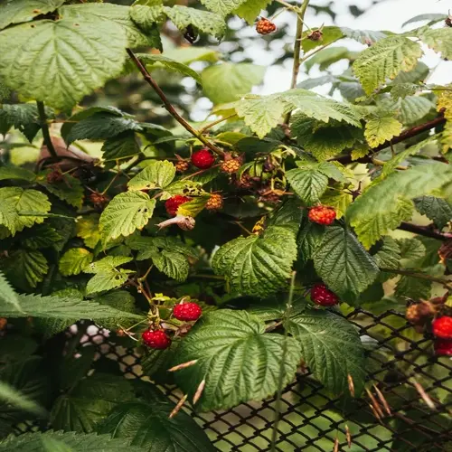 ripe raspberry plants garden with red berries on leafy canes by a fence