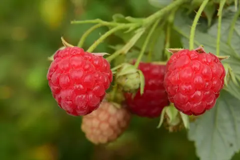 ripe red berries on a caroline raspberry bush with green leaves