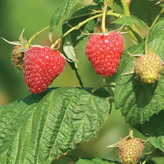 ripe red berries on a polana raspberry bush with green leaves