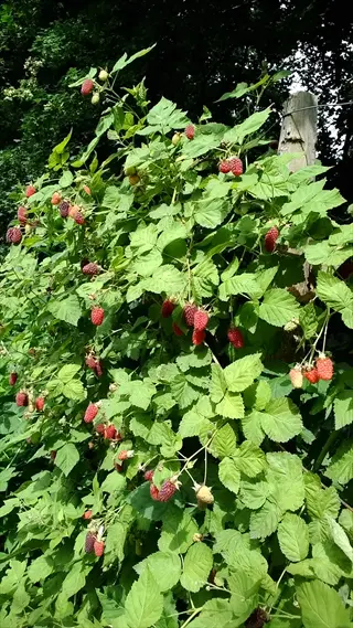 ripe red berries on a thornless raspberry plant in a sunny garden
