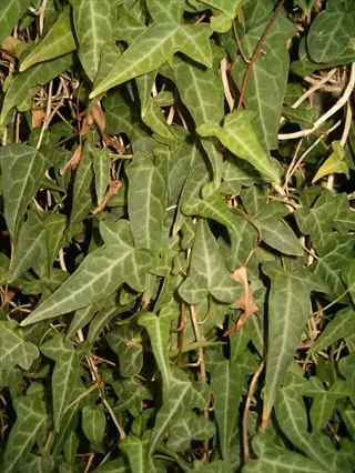 robusta vigorous wall ivy with dense green lobed leaves and pale veins