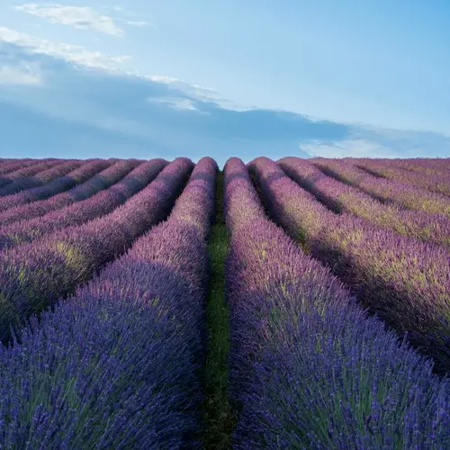 rows of a french lavender field under a blue sky at dawn