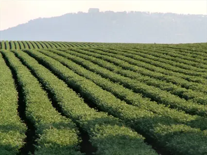 rows of green crops in a chickpea plant field with hazy hills in the background