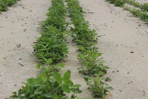 rows of green peanut plant field growing in sandy soil