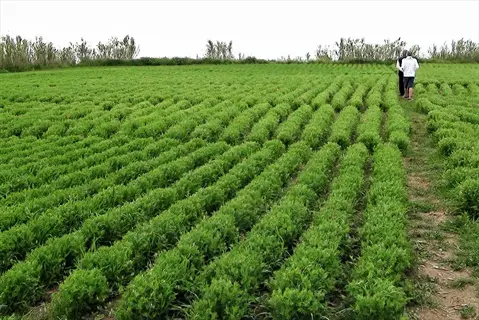 rows of green plants in a lentil crop field with people walking along the edge