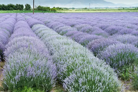 rows of phenomenal lavender bush blooming in a sunny field with distant hills