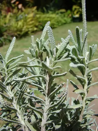 royal crown lavender with silvery green foliage in a garden