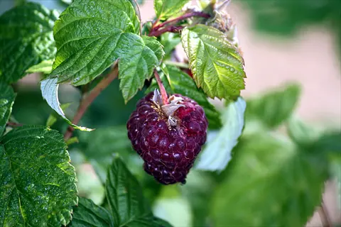 royalty purple raspberry ripening on a leafy green raspberry cane