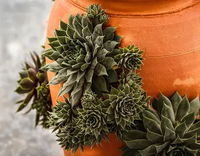 ruby heart sempervivum rosettes growing around a terracotta pot