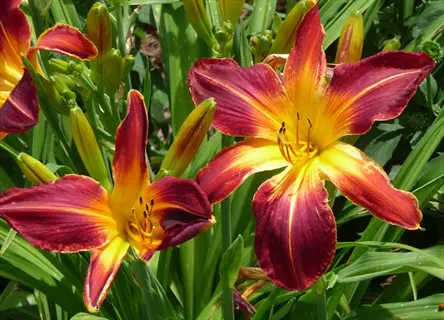 ruby spider daylily with red petals and golden centers blooming among green leaves