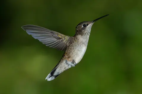 ruby throated hummingbird hovering with wings spread against a green background