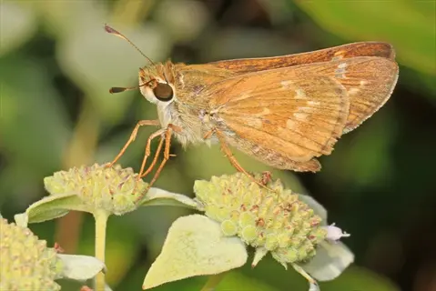 sachem skipper butterfly perched on pale wildflower buds