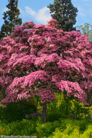 satomi kousa dogwood pink tree in bloom with layered branches in a green garden