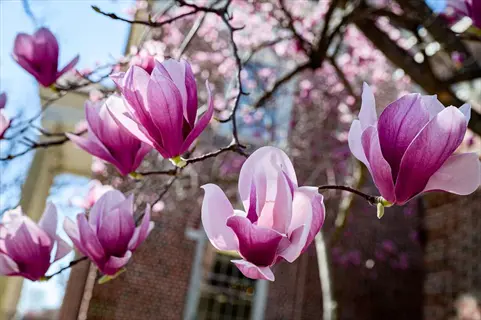 saucer magnolia pink blooms on tree branches near a brick building