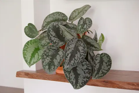 scindapsus pictus exotica in a terracotta pot on a wooden shelf