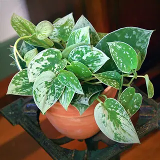 scindapsus pictus silvery ann plant with silver-speckled green leaves in a terracotta pot
