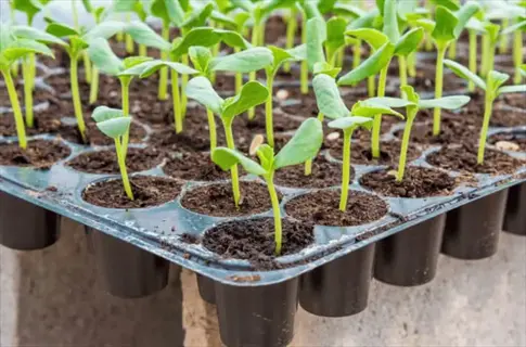 seed tray seedlings sprouting in small soil-filled cells