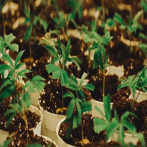 seedlings growing in pots with vermiculite soil amendment